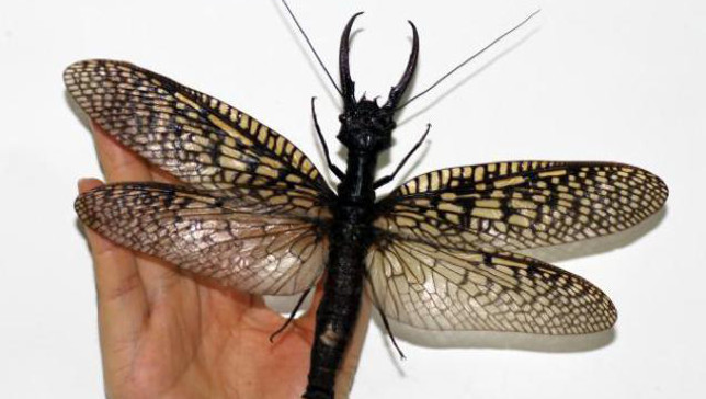 World’s largest aquatic insect has 8-inch wingspan and ‘giant snake-like fangs’
This monster of a bug was recently discovered in a remote area of China’s Sichuan province.