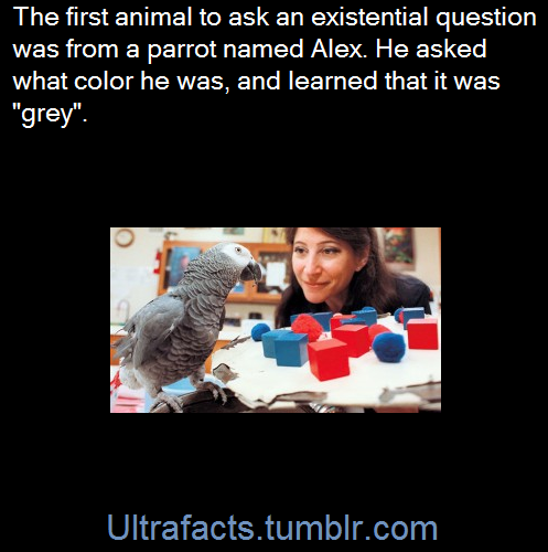 d-pi:
“twilighttheunicorn:
“mandopony:
“ultrafacts:
“Alex (1976 – September 6, 2007) had a vocabulary of over 100 words, but was exceptional in that he appeared to have understanding of what he said. For example, when Alex was shown an object and was...