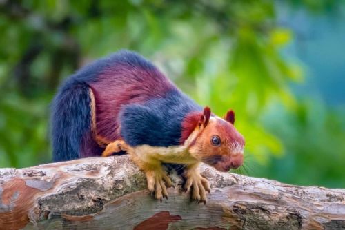 Okay Was Nobody Going To Tell Me About The Malabar Giant Squirrel Or Was I Supposed To Find Out About