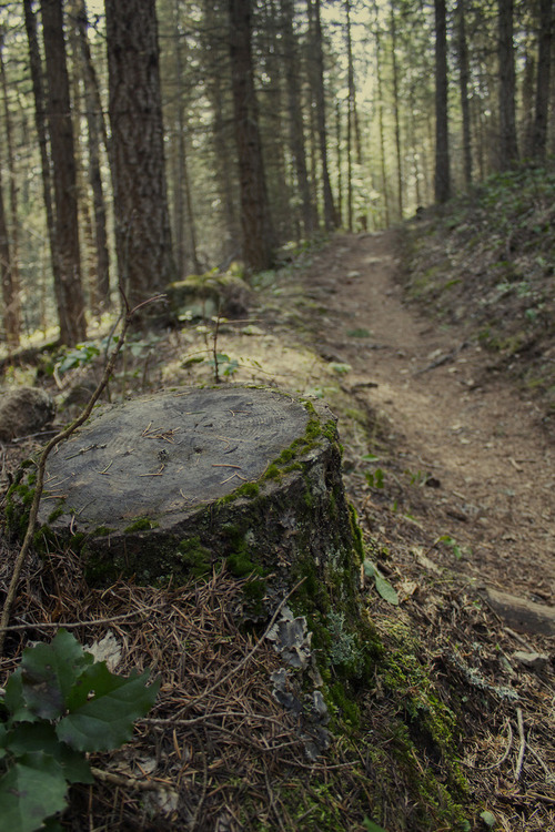 livinglifetwowheeler:  That stump looks like something i would hit on the MTB because i was going to