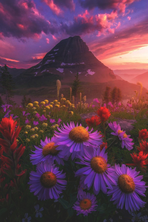 lsleofskye: Field of Dreams | colandovision Location: Logan Pass, Montana, USA 