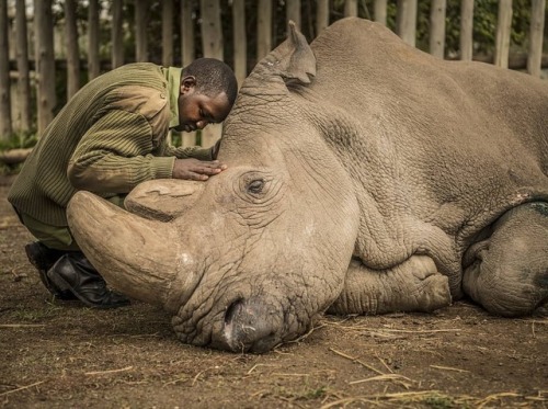 buy-skulls:RIP to the world’s last living male Northern White Rhino. Another species approaches its 