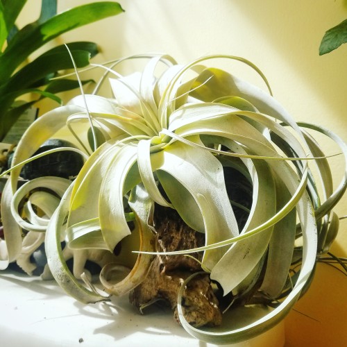 Got This Tillandsia Xerographica A Few Days Ago In The Mail! So Relieved She's Healthy And Alive. Package