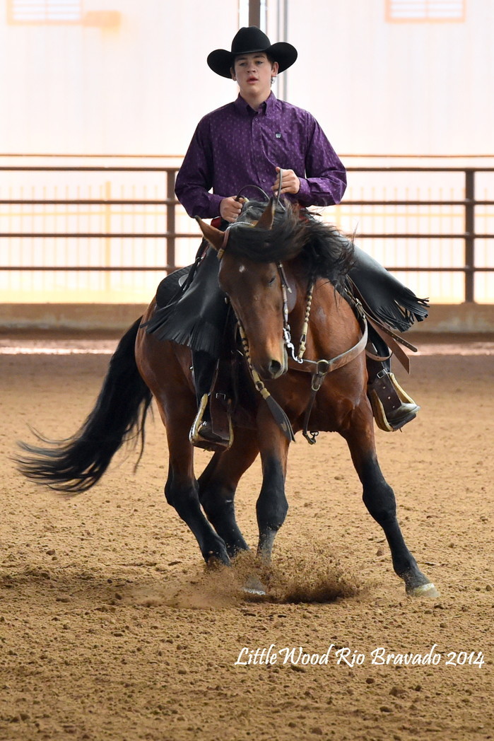 all-the-horses:LittleWood Rio BravadoPrimavera Bravado x Willowrun Hayli Morgan,