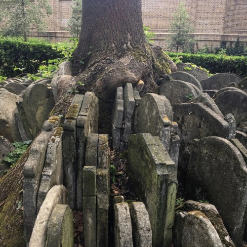 moonandserpent:Hardy Tree, London, 2017.  © Moon and Serpent An ash tree encircled by gravestones ar