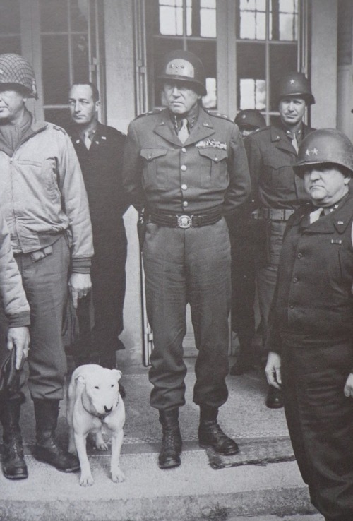 enrique262:William the ConquerorAlso known as Willie, the last dog of General George S. Patton.