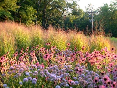 Nature Landscapes