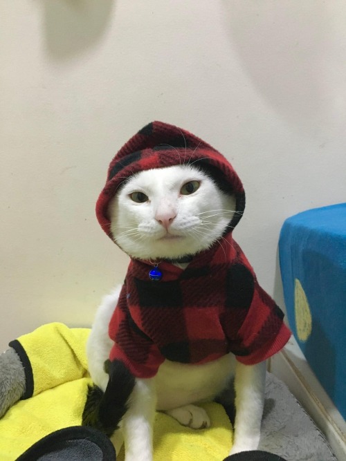 Emergency Need Of Funds For Tillys Care. Please Share Or Help If Youre Able To!