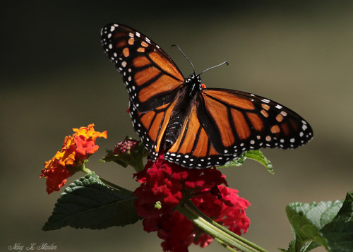 simplethingsnaturephotography: Monarch on LantanaAugust 3, 2019