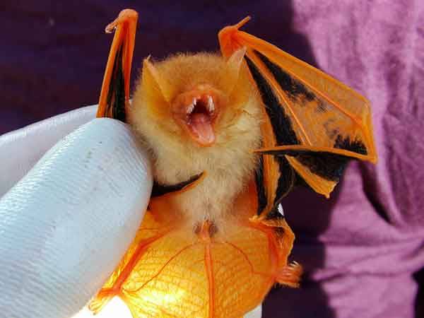 fiercebadrabbit:  audible-smiles:  end0skeletal:  Orange Painted Bat  a Halloween