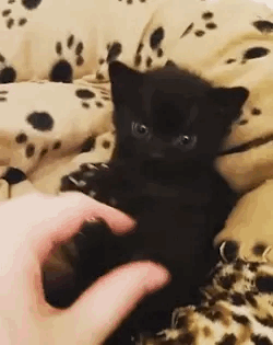 Such tiny claws!!!