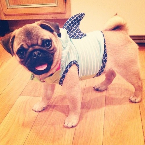 pugsofinstagram:  Obligatory #sharkweek post ! This shark is @theodoreruffsevelt ! Please follow this politically ambitious little puglet! #pug #pugs #pugsofinstagram 