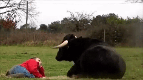 onlylolgifs:  bull sit!