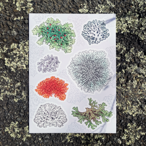 Lichen stickers! Store link in my pinned post.