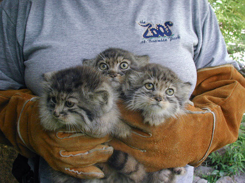 modificationnotmutilation:  acknowledgetheabsurd: Pallas’s cat is a small wild cat having