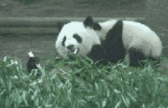 pardonmewhileipanic:  cuddlesnakes: goatish:  when someone disturbs me while i’m