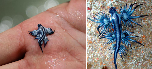 seirye:  moonlit-seashells:  the-awesome-quotes:  Sea Slugs That Prove Aliens Already Live On Planet Earth  seirye  SCREEEEE 