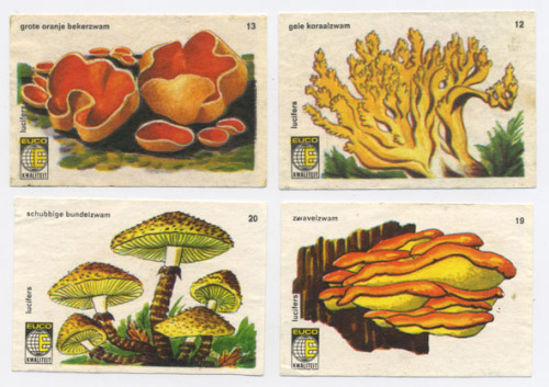 shaykarniel: Mushrooms on vintage matchbox labels