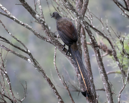 2021: A male Superb lyrebird  (Menura novaehollandiae) near our camp at Wollomombi Falls. These