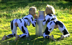 Moo Moo, Cow Cow