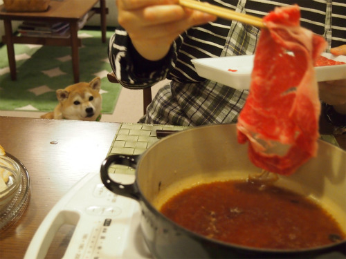 sasaq:(via すき焼き大好き！ 柴犬マコと、)