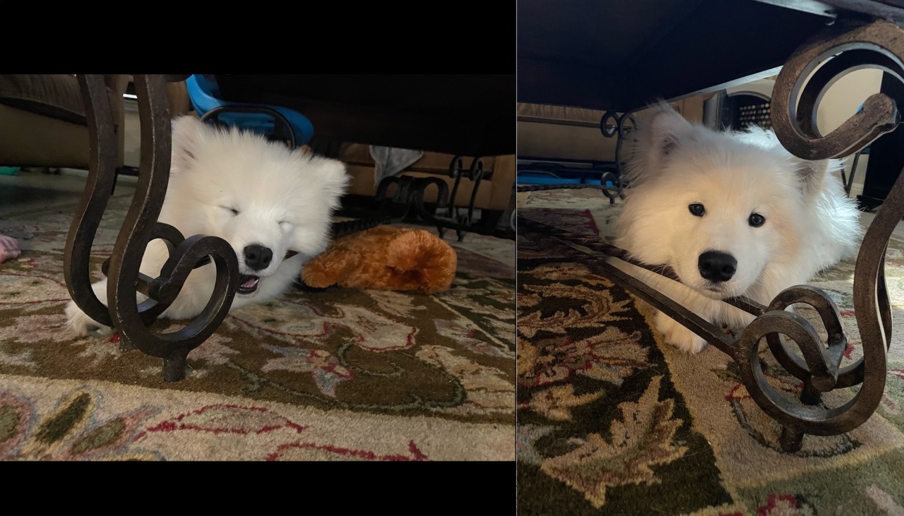 He still likes to rest his head under the table even though it’s a tighter fit.