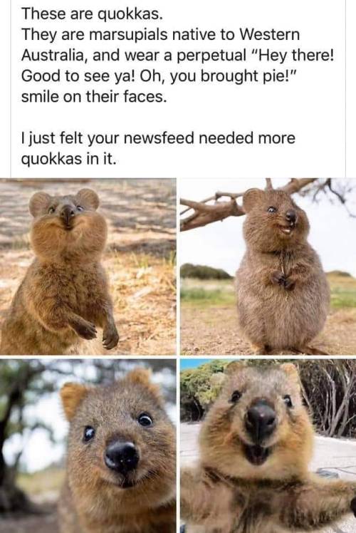 shut-the-fuck-up-lee:crazyaboutto:sixpenceee:If anyone is having a bad day, here are some quokkas Ad