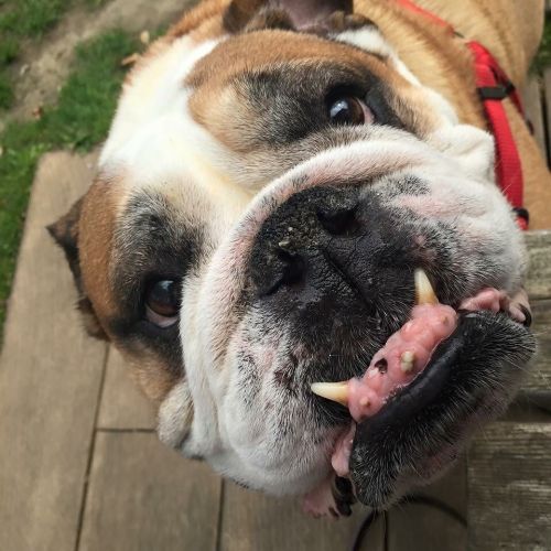 500px x 500px - Rest in peace in doggy heaven beautiful bull dog monty ðŸ˜¢ðŸ˜¢loved by  everyone xxx by danniella_levy Tumblr Porn