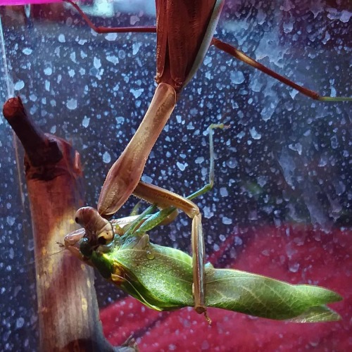 GORO VS KATYDID!! TW insects bugsIt’s Goro’s (L8, F, Tenodera sinensis) turn to get th