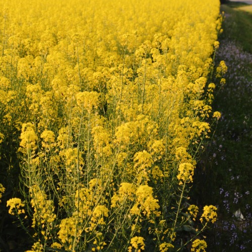 crescentbeing: I’ve spent so much time feeling blue, I felt it was appropriate to feel yellow