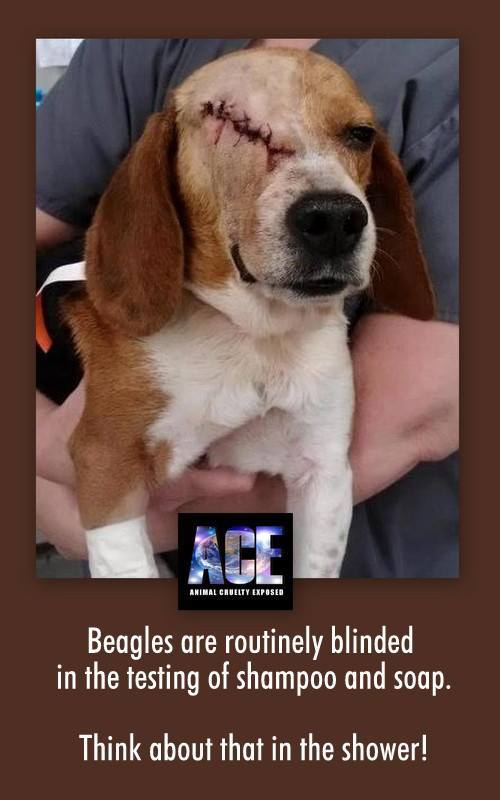animalscanttalk:  Beagles are routinely blinded in the testing of shampoo and soap. 