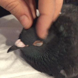 commanderholly:I am cutest pidge