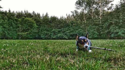 Hey dad! Look! I’m a flutist! #aw #youresosilly #fetch #stick #pembroke #welsh #corgi #pwc #in