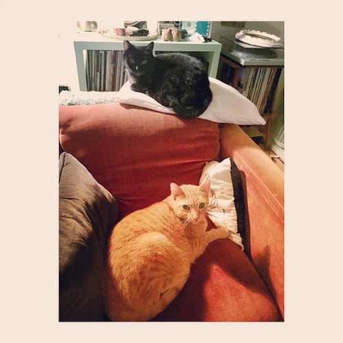 laundryaisandrea: Cat chair hangs.