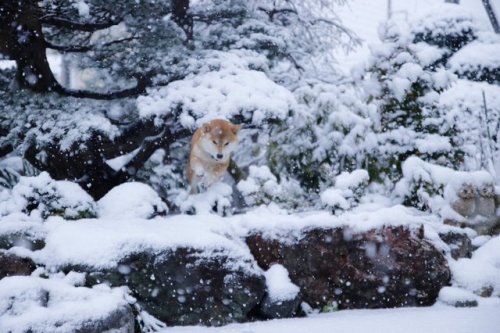 ﾀﾑﾃﾝ‏ @_chikuwa10犬は喜び庭かけまわる とはもうこのこと。 #柴犬 #80D #雪