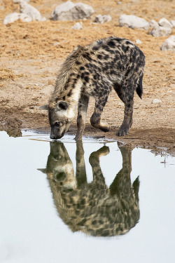 archangvl:  Spotted Reflection | Judylynn Malloch 