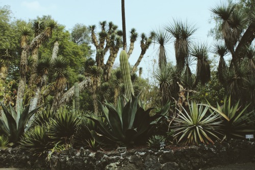 venus-garden: Jardín Botánico UNAM flickr / vscogrid / instagram  (please keep the caption)