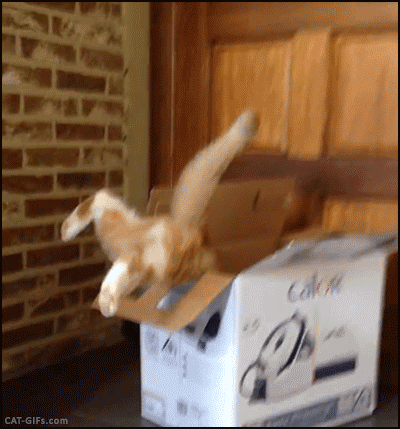 catsdogsgifs:  http://catsdogsgifs.tumblr.com/