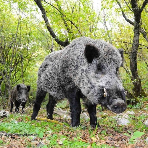 animalids:Middle Asian boar (Sus scrofa nigripes)Photo byFarshad Eskandari