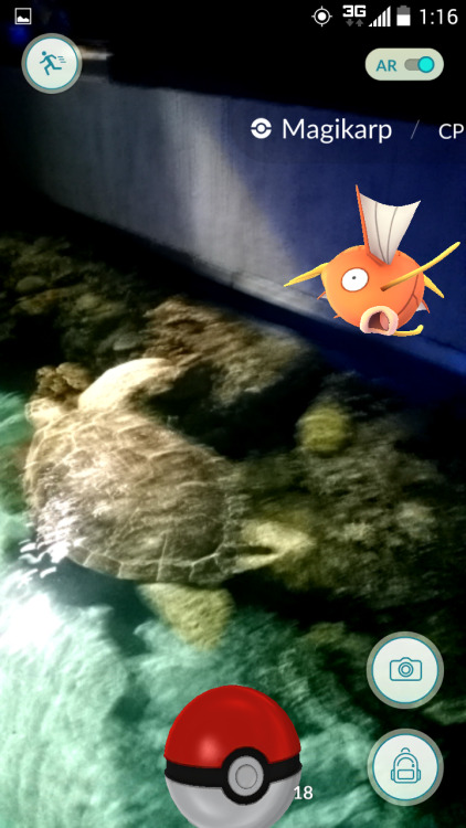 Found hiding at the @nationalaquarium!