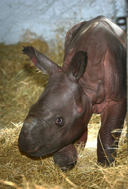 djwaszmer:  Our newest baby boy at Tampa’s Lowry Park Zoo. Jiyu is a Great Indian Rhinoceros and was born on May 9th.