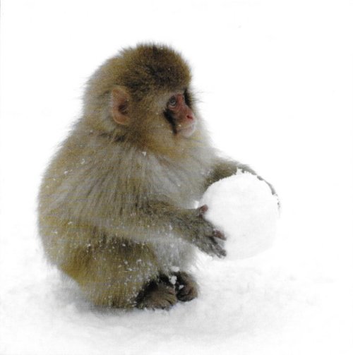 Snow Monkeys - Snowball Fight