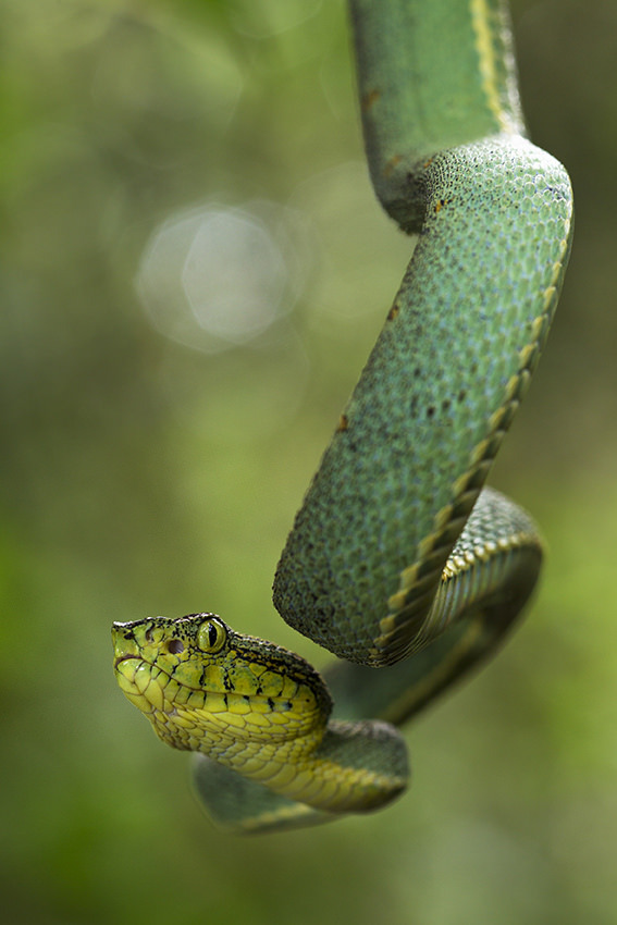 creatures-alive:  Bothriopsis bilineata - Serpent Jacquot by Thierry Montford