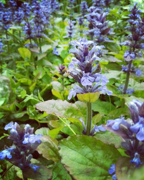 Sunshine, my garden, herbs… I love it!