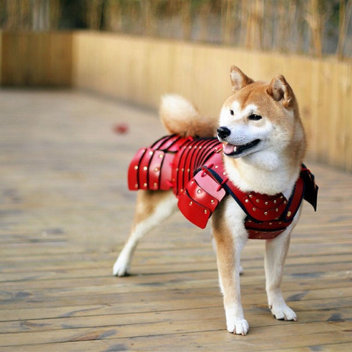 sixpenceee: A Japanese company called Samurai Age makes standardized armor for cats and small dogs. 