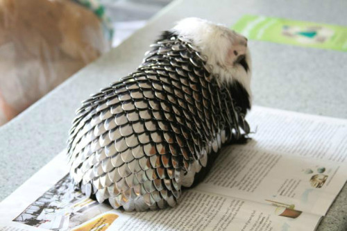 burglar-baggins:andriek:unrepentantwarriorpriest:coffee-n-cats:superpunch2:Guinea pig armor availabl