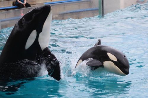 Gender: FemalePod: N/APlace of Capture: Born at Kamogawa Sea World, JapanDate at Capture: Born July 