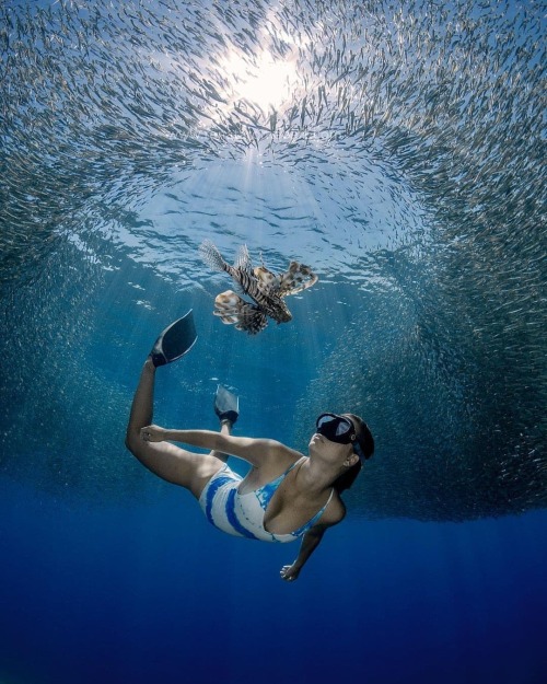 Incredible shot Reposted from @cath4dive Sometimes I Dive  under the fish and think of the galaxies 