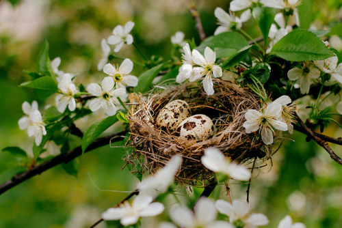 afaerytalelife: Egg-cellent, by Angelina Todorovic Stanic.