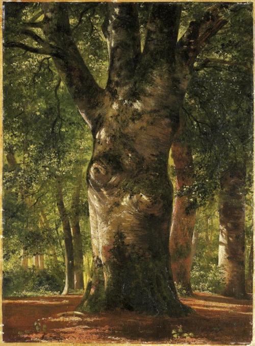 Tronc de hêtre / Trunk of a Beech Tree, 1850, Alexandre Calame (1810 - 1864)- Oil on Cardboard -